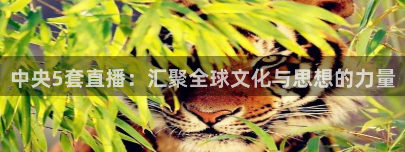 飞速直播体育nba无插件：中央5套直播：汇聚全球文化与思想的力量