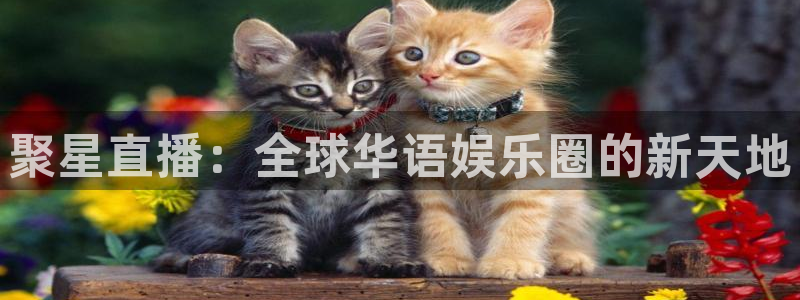 飞速体育直播无插件：聚星直播：全球华语娱乐圈的新天地